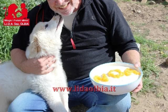 Noa, female 7yo Mixed Breed for adoption at L.I.D.A. Olbia, Olbia