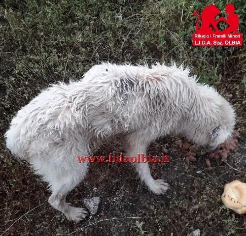 Pachito, male senior Mixed Breed for adoption at L.I.D.A. Olbia, Olbia