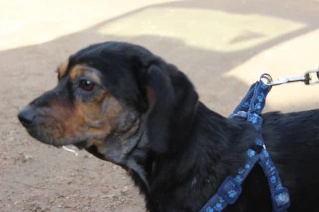 Pallino, female senior Mixed Breed for adoption at L.I.D.A. Olbia, Olbia