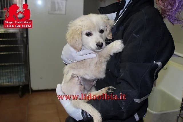 Riccardino, male 7yo Mixed Breed for adoption at L.I.D.A. Olbia, Olbia