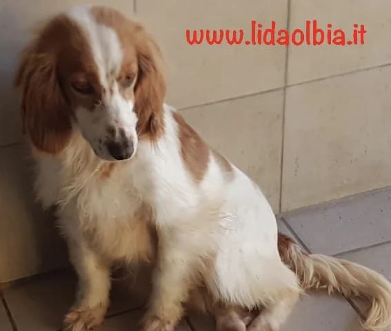 Robertina, female 7yo Mixed Breed for adoption at L.I.D.A. Olbia, Olbia