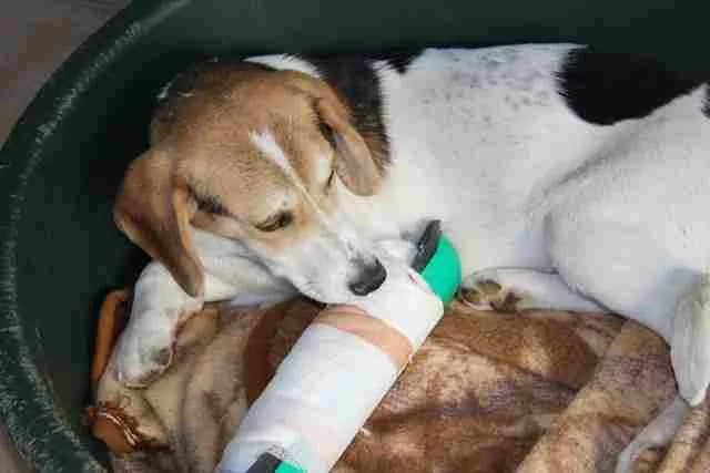 Rodriguez, male Mixed Breed for adoption at L.I.D.A. Olbia, Olbia