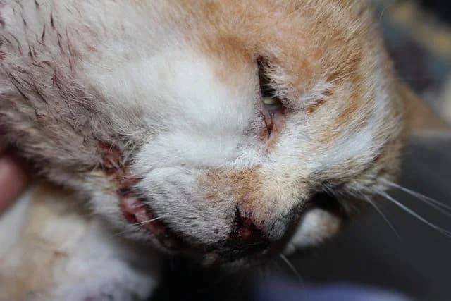 Rosso, male Mixed Breed for adoption at L.I.D.A. Olbia, Olbia