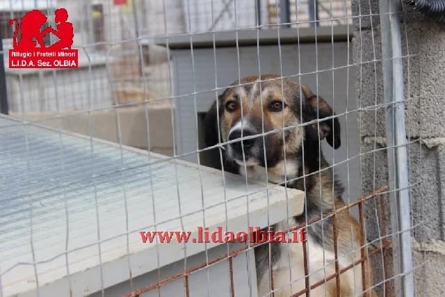 Timido, male young Mixed Breed for adoption at L.I.D.A. Olbia, Olbia