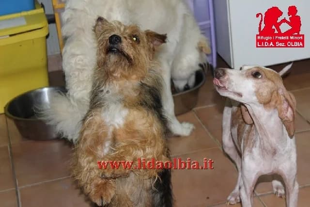 Ulisse, male young Mixed Breed for adoption at L.I.D.A. Olbia, Olbia