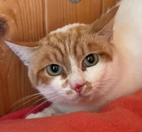 Anacleto,  senior Mixed Breed for adoption at Lo Scudo di Pan - Rifugio per Animali