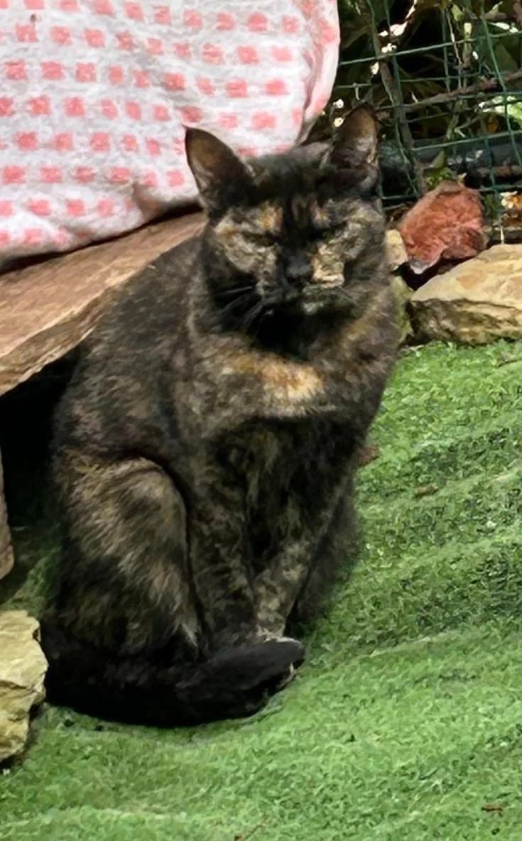 Castagna,  senior Mixed Breed for adoption at Lo Scudo di Pan - Rifugio per Animali