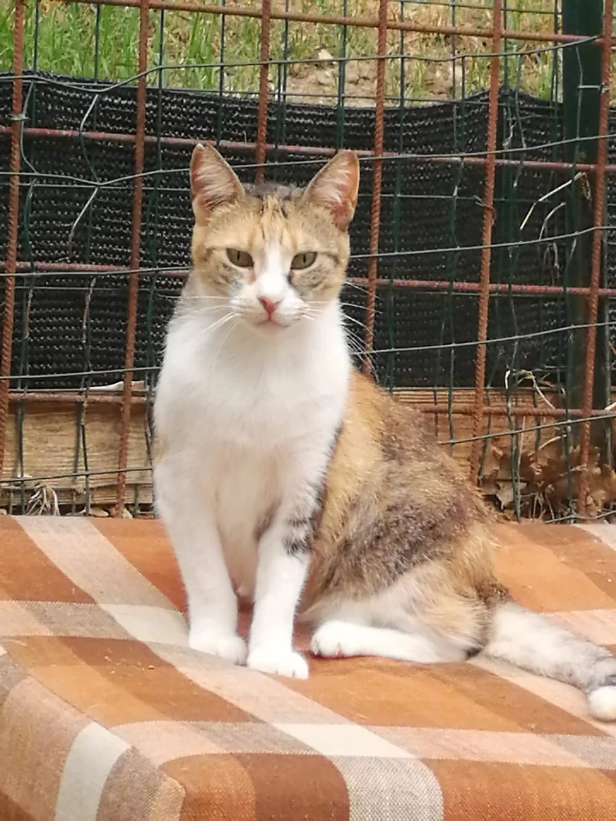 Charlie,  senior Mixed Breed for adoption at Lo Scudo di Pan - Rifugio per Animali