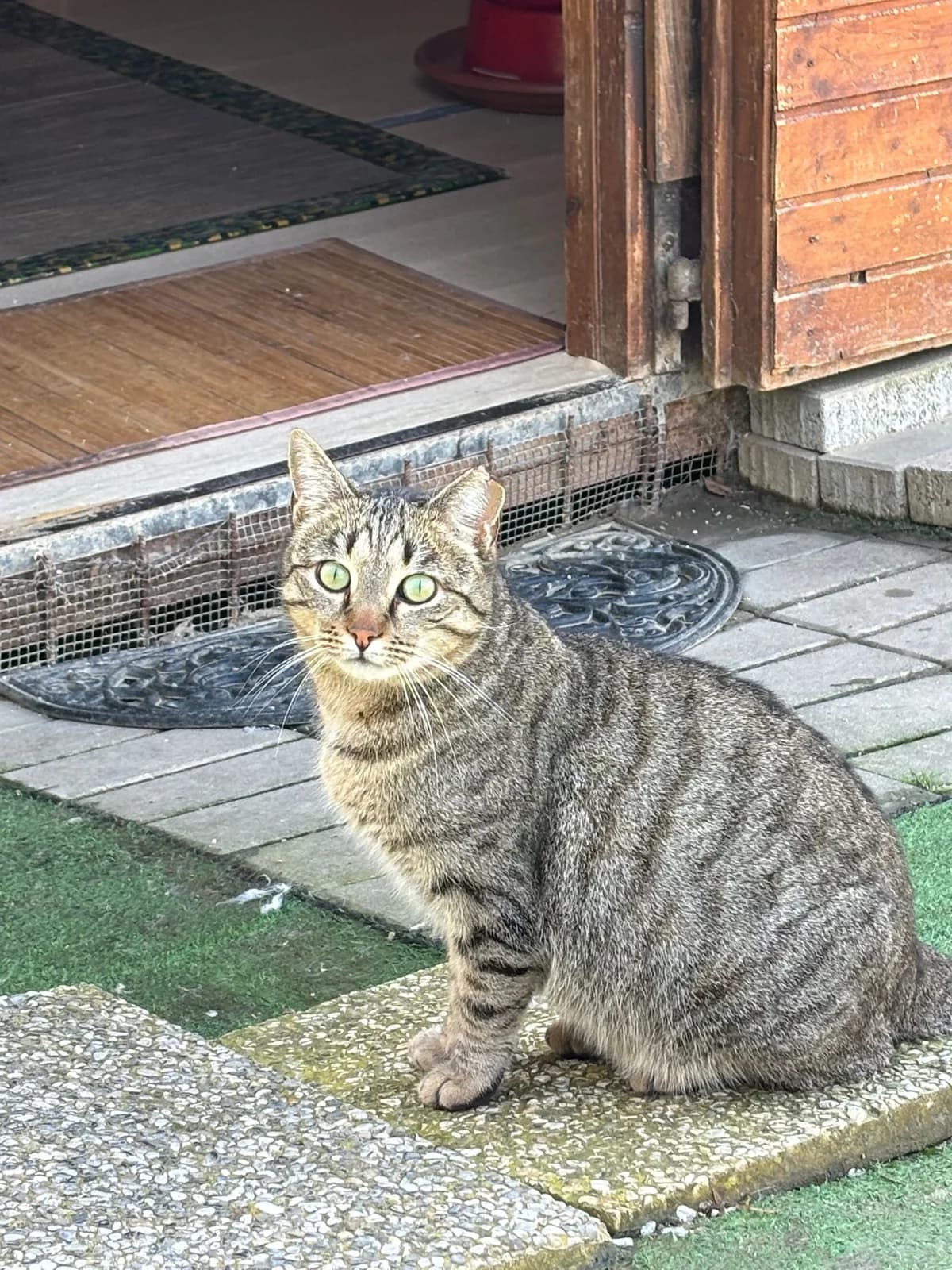 Cirillo,  senior Mixed Breed for adoption at Lo Scudo di Pan - Rifugio per Animali