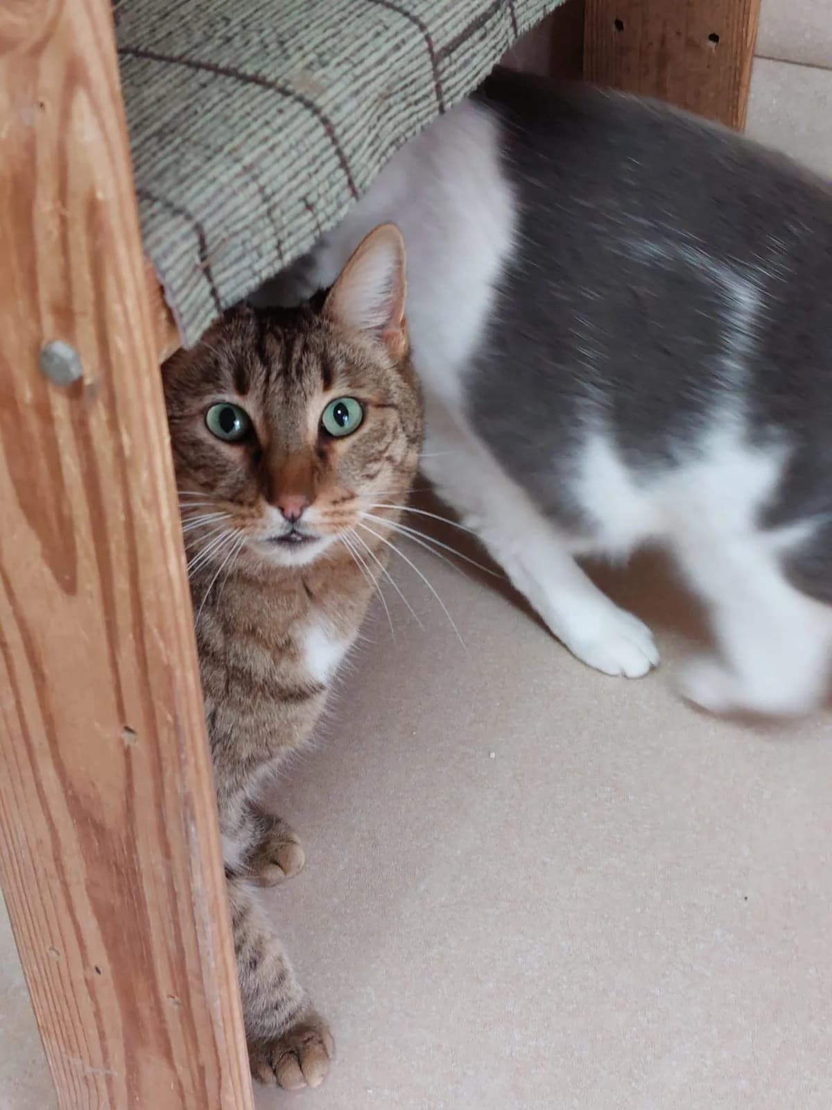 Furia,  senior Mixed Breed for adoption at Lo Scudo di Pan - Rifugio per Animali