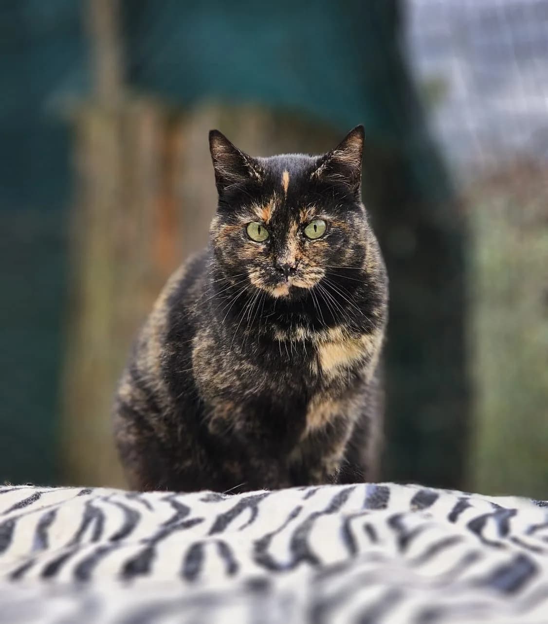 May,  senior Mixed Breed for adoption at Lo Scudo di Pan - Rifugio per Animali