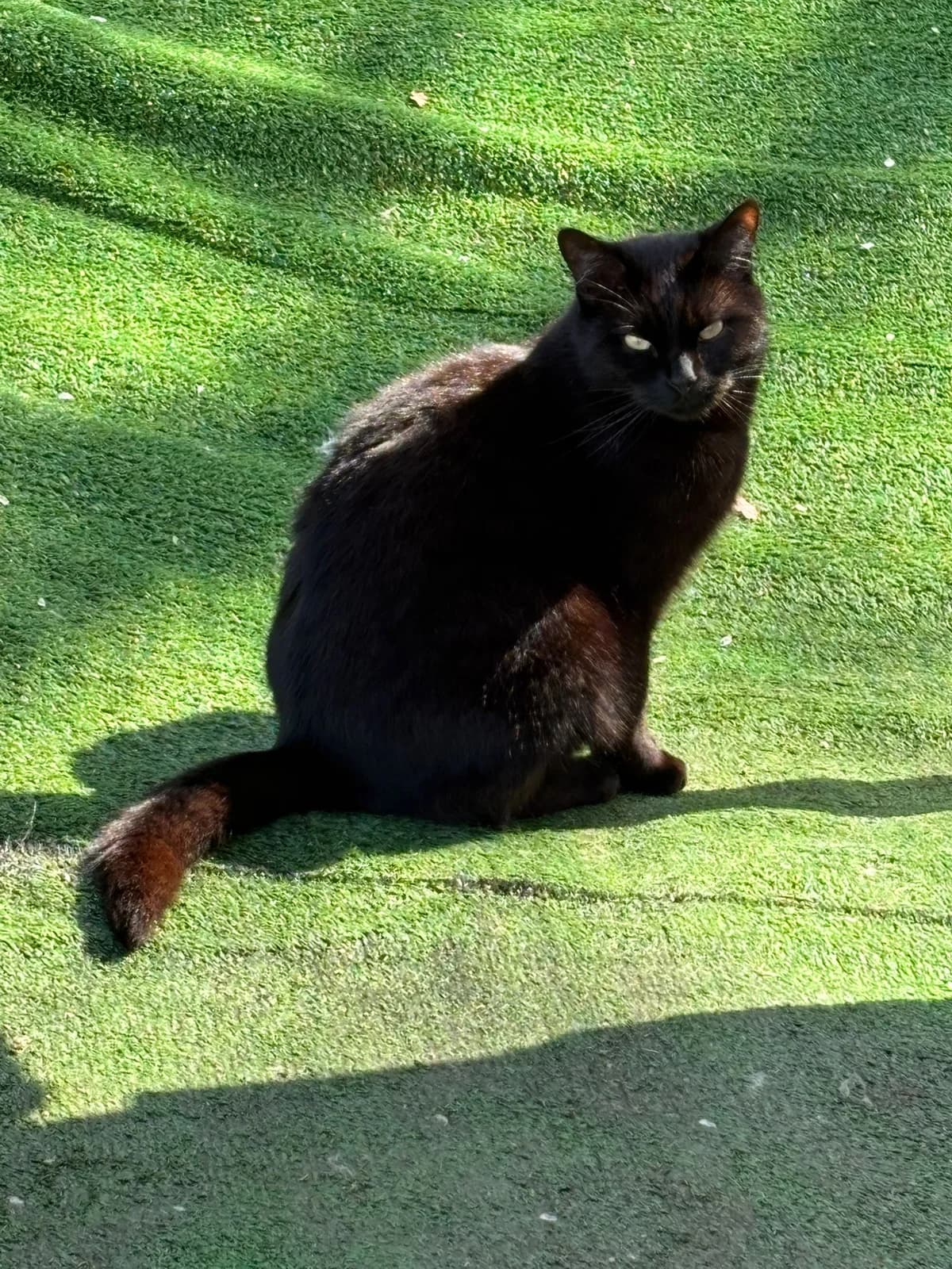 Nero Nero,  senior Mixed Breed for adoption at Lo Scudo di Pan - Rifugio per Animali