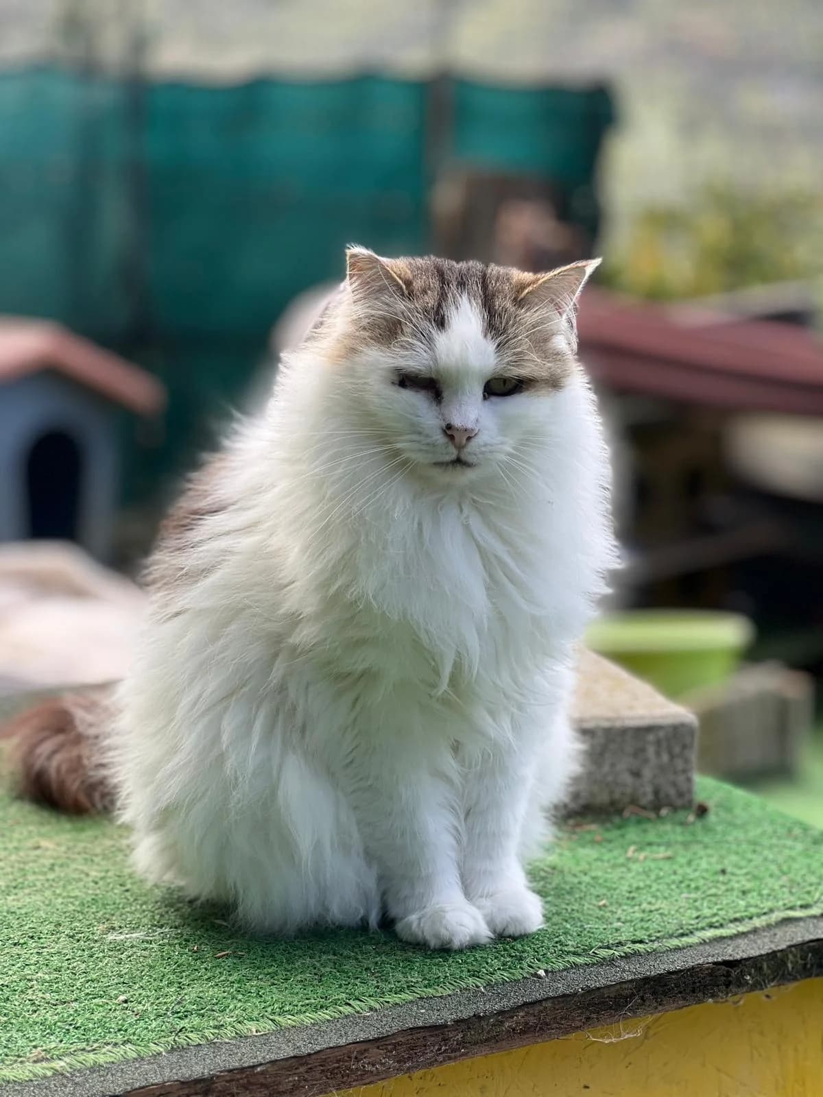 Sympathy,  senior Mixed Breed for adoption at Lo Scudo di Pan - Rifugio per Animali