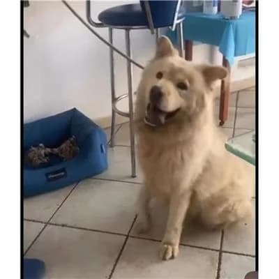 PISOLO, male Chow Chow for adoption at Lega del Cane Millemusi Messina