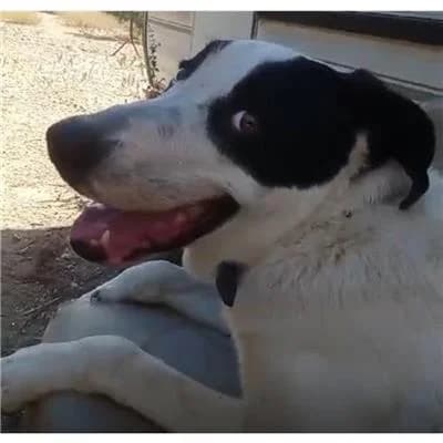 BIRILLO, male mixed breed for adoption at Lega del Cane Millemusi Messina