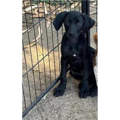 ZUCCHINA, female mixed breed for adoption at Lega del Cane Millemusi Messina