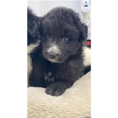 PUMBA, male mixed breed for adoption at Lega del Cane Millemusi Messina