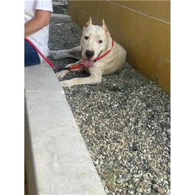 CIRCE, female Dogo Argentino for adoption at Lega del Cane Millemusi Messina