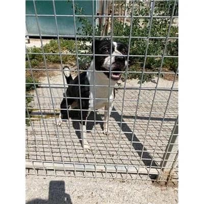 JUNIOR ZAIRA, female mixed breed for adoption at Lega del Cane Millemusi Messina