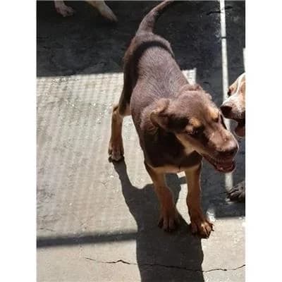 pechino, male puppy mixed breed for adoption at Lega del Cane Millemusi Messina