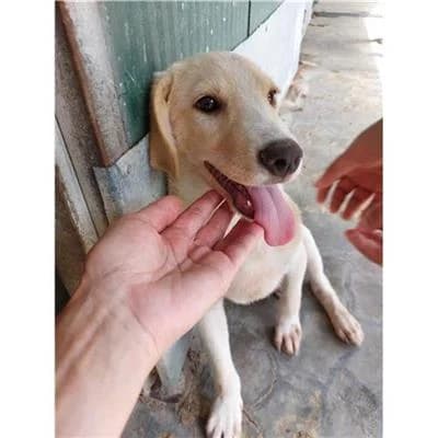 oslo, male puppy mixed breed for adoption at Lega del Cane Millemusi Messina