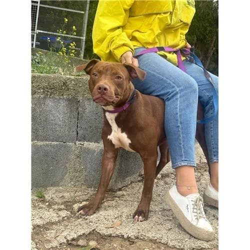 JACK, male mixed breed for adoption at Lega del Cane Millemusi Messina
