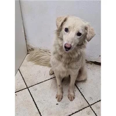 novenia, female mixed breed for adoption at Lega del Cane Millemusi Messina