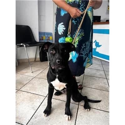 BUFFALO, male young mixed breed for adoption at Lega del Cane Millemusi Messina