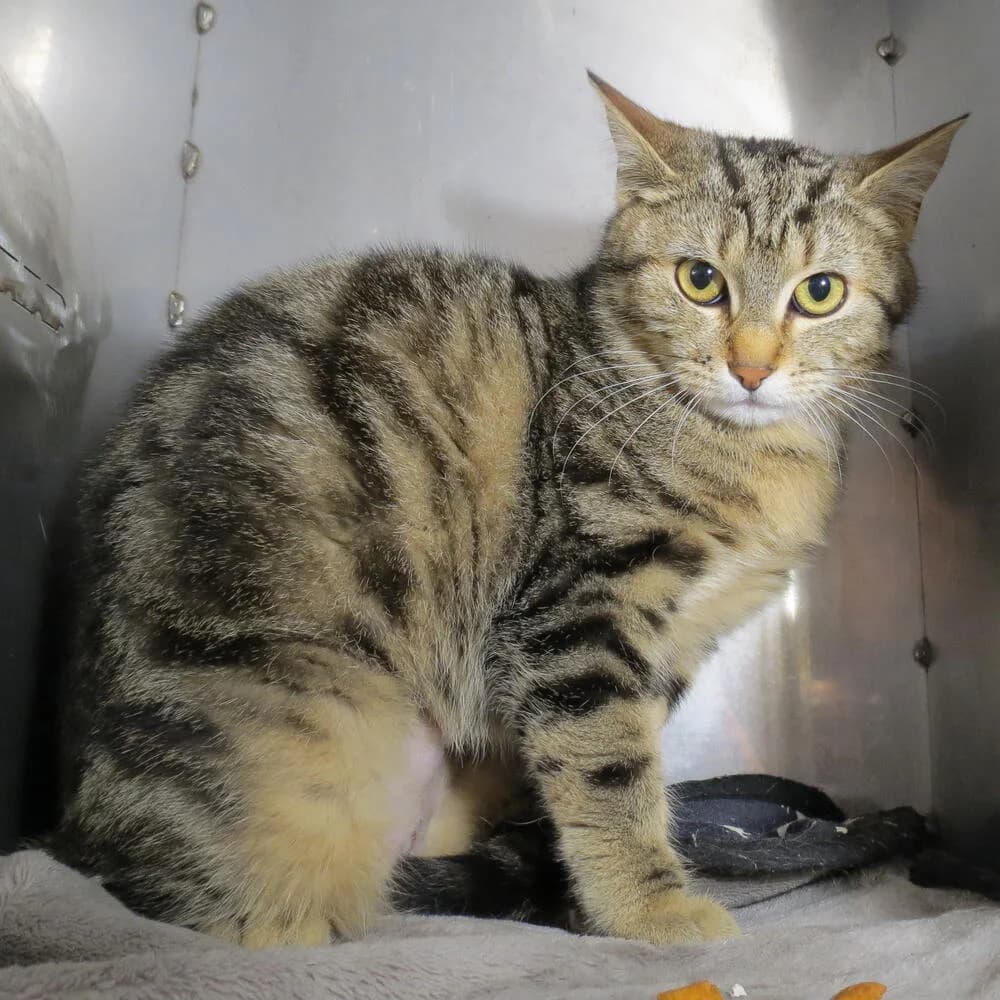 Alba, female young Mixed Breed for adoption at Mondo Gatto