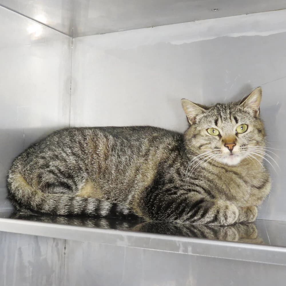 Aurora, female 3yo Mixed Breed for adoption at Mondo Gatto