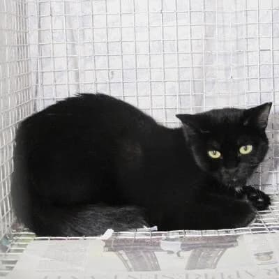 Belzebù, male Mixed Breed for adoption at Mondo Gatto