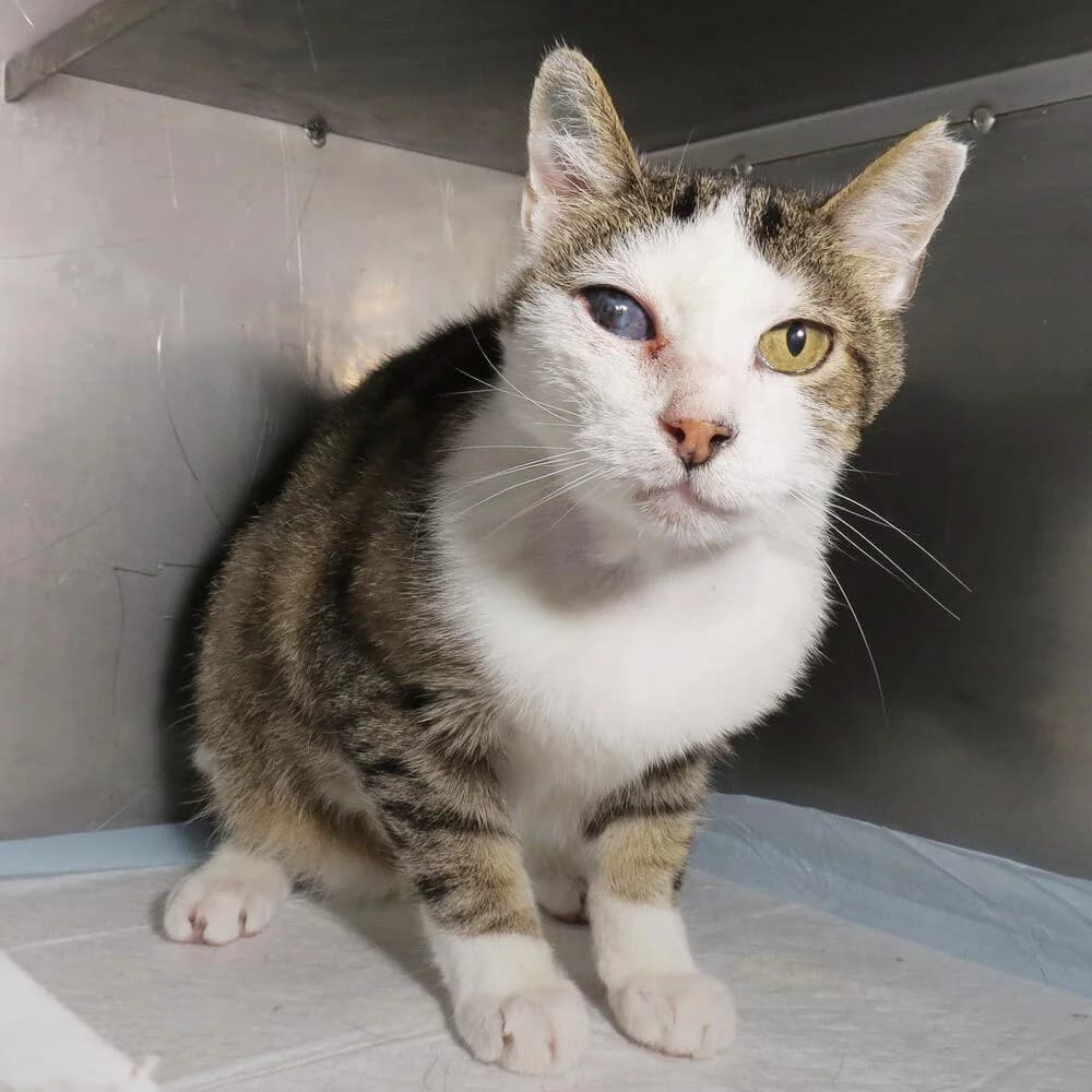 Bernardo, male young Mixed Breed for adoption at Mondo Gatto