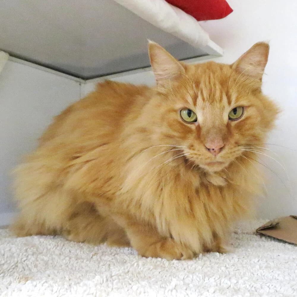Bjorn, male 5yo Mixed Breed for adoption at Mondo Gatto