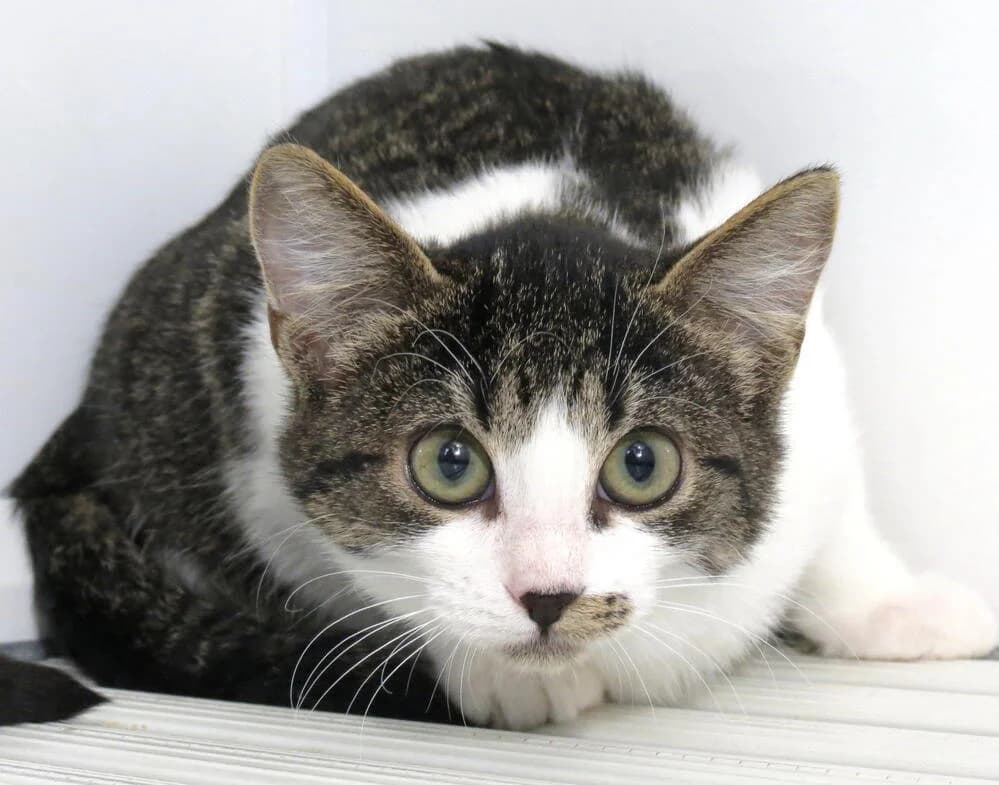 Brezza, female young Mixed Breed for adoption at Mondo Gatto