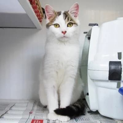 Ciro, male senior Mixed Breed for adoption at Mondo Gatto