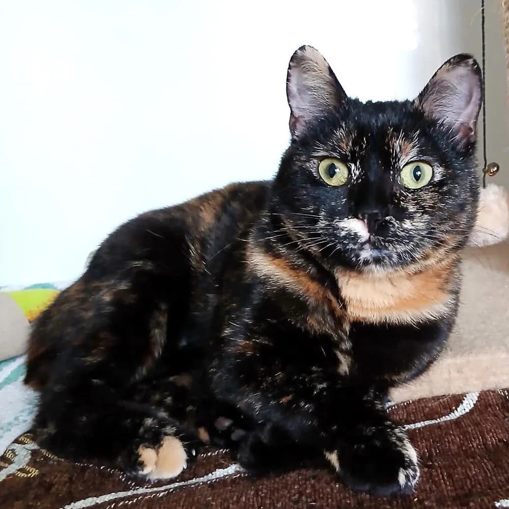 Corsara, female young Mixed Breed for adoption at Mondo Gatto