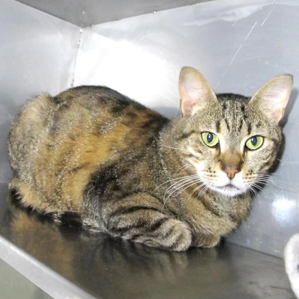 Cosetta, female Mixed Breed for adoption at Mondo Gatto
