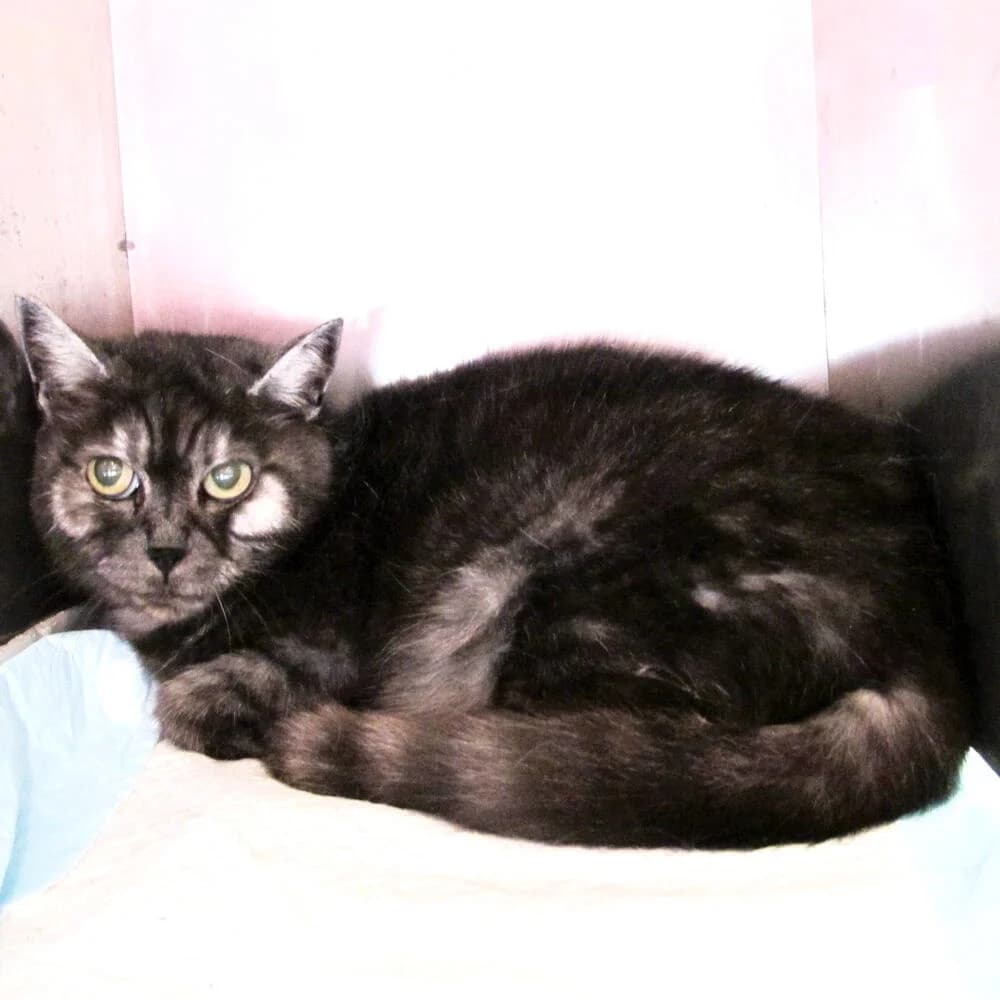 Ebony, female senior Mixed Breed for adoption at Mondo Gatto
