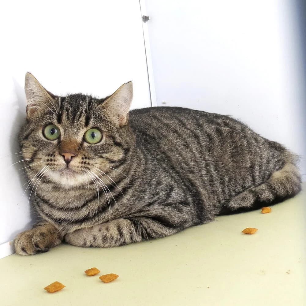 Eolo, male young Mixed Breed for adoption at Mondo Gatto