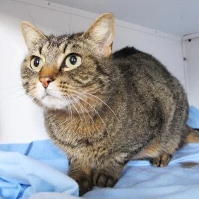 Fiorenza, female senior Mixed Breed for adoption at Mondo Gatto