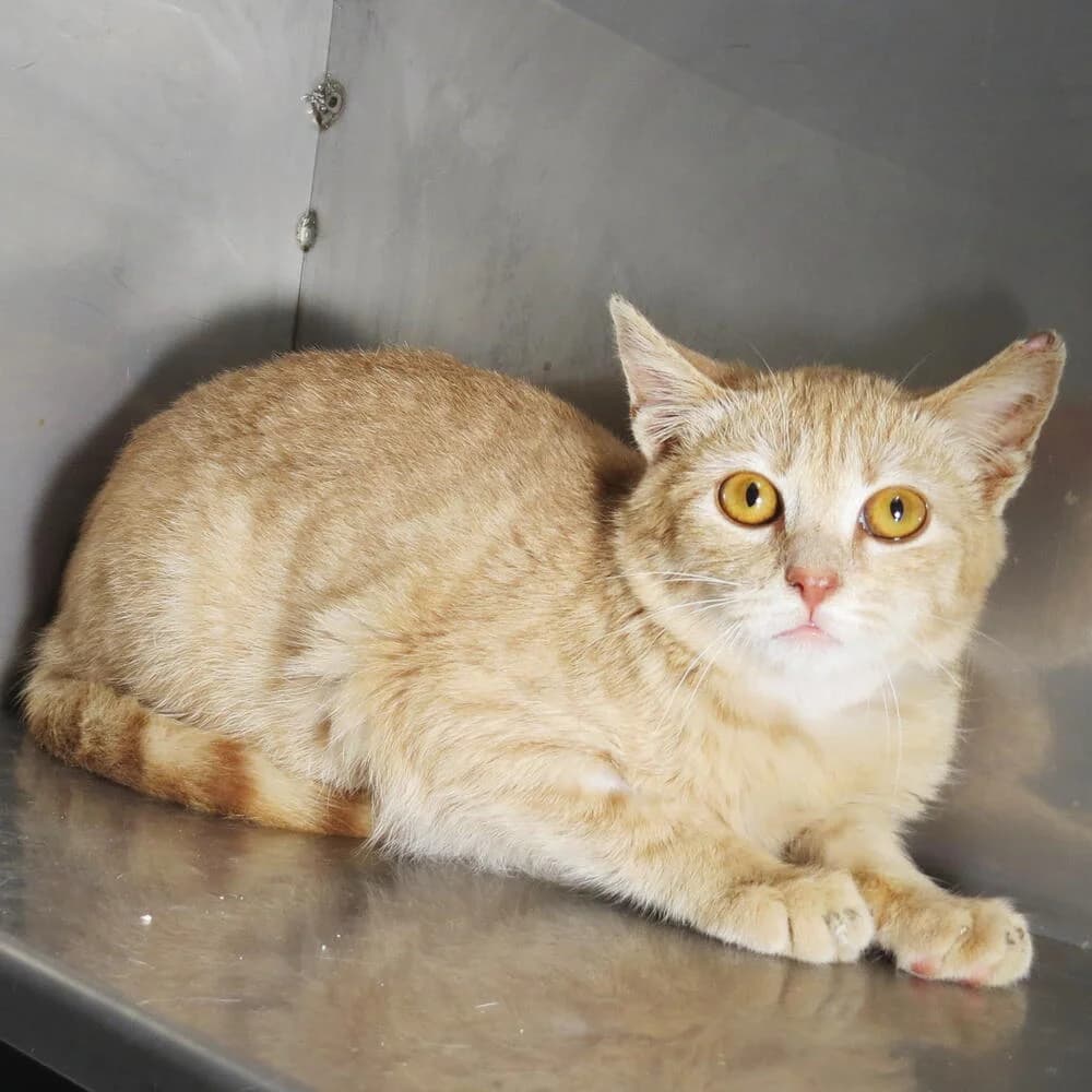Fonzy, male young Mixed Breed for adoption at Mondo Gatto