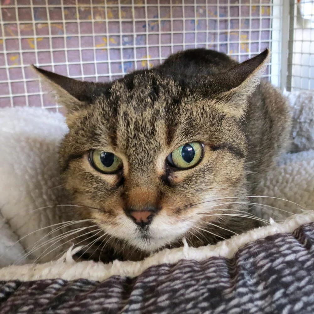 Froda, female senior Mixed Breed for adoption at Mondo Gatto