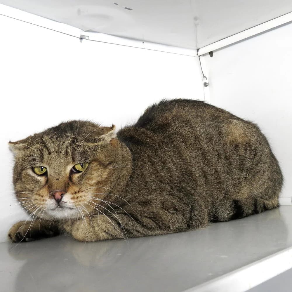 Gandhi, male Mixed Breed for adoption at Mondo Gatto