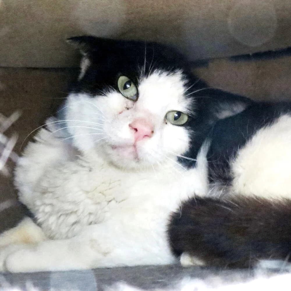 Gemma, female senior Mixed Breed for adoption at Mondo Gatto