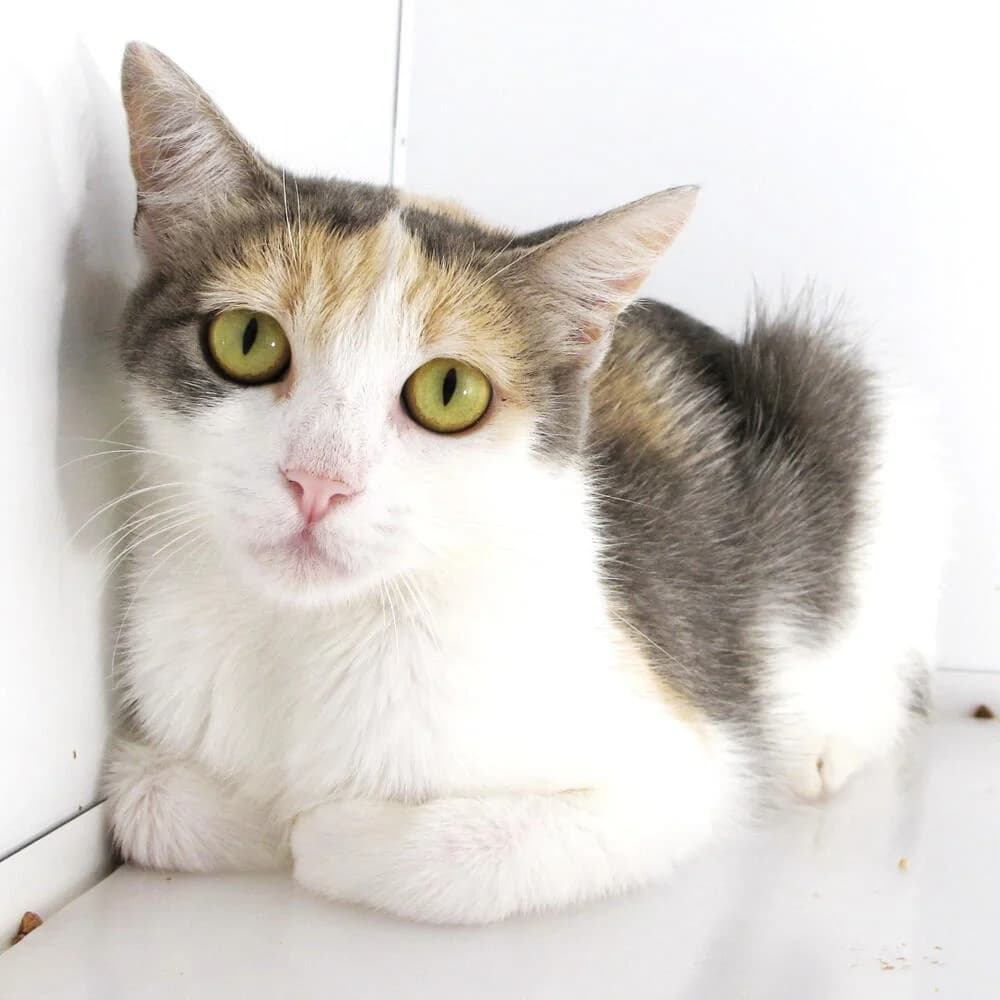 Gianna, female Mixed Breed for adoption at Mondo Gatto