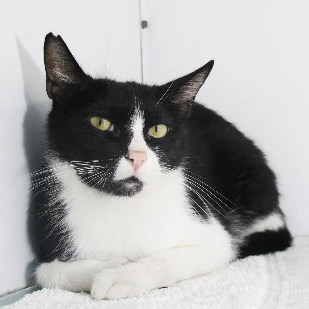Giorgia, female Mixed Breed for adoption at Mondo Gatto