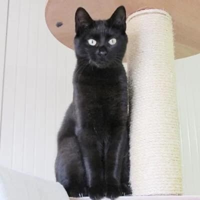 Gohan, male senior Mixed Breed for adoption at Mondo Gatto