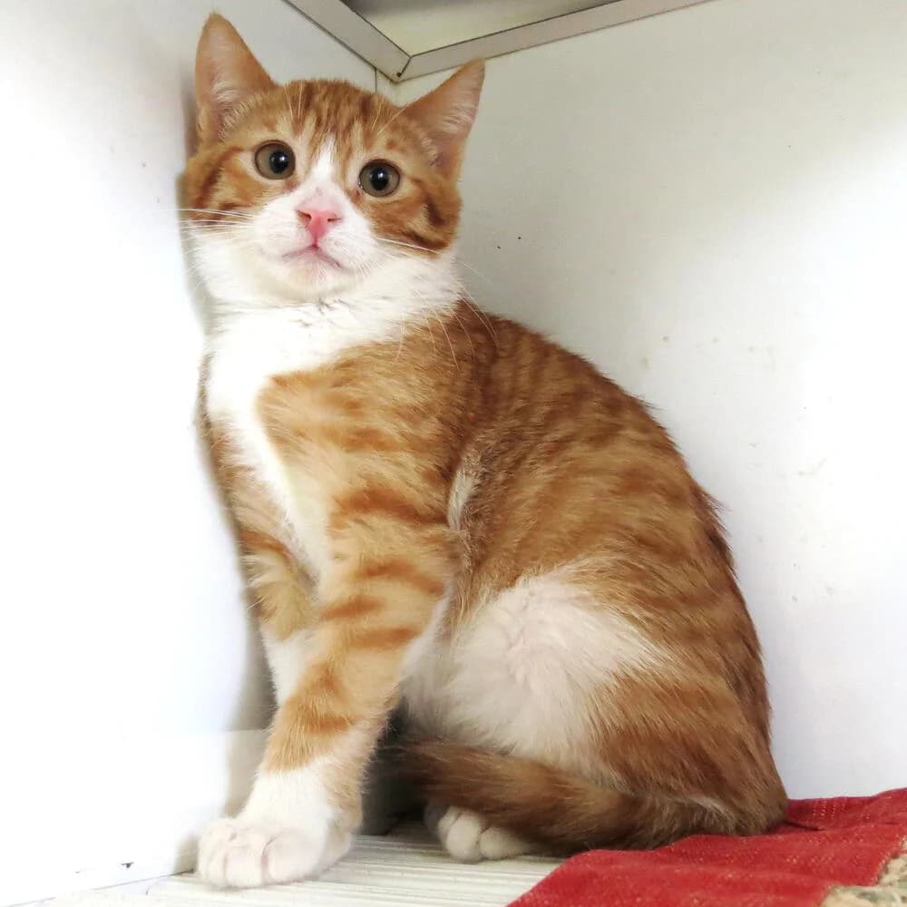 Homer, male young Mixed Breed for adoption at Mondo Gatto