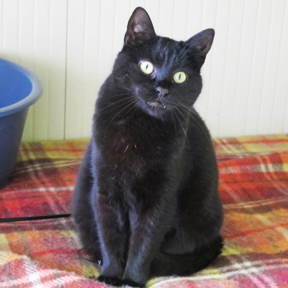 Kleine, female senior Mixed Breed for adoption at Mondo Gatto