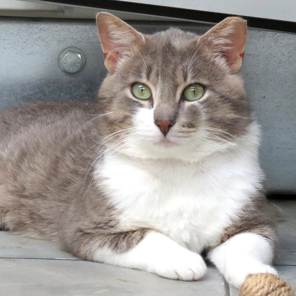 Lillo, male senior Mixed Breed for adoption at Mondo Gatto